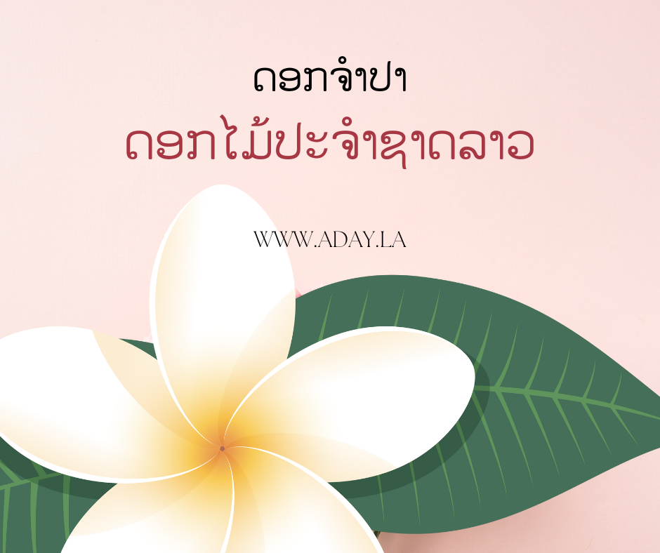 ດອກຈຳປາ